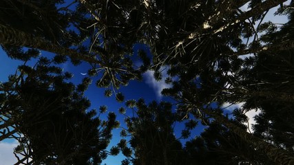 Wall Mural - Looking up through a circle of trees, clouds passing by