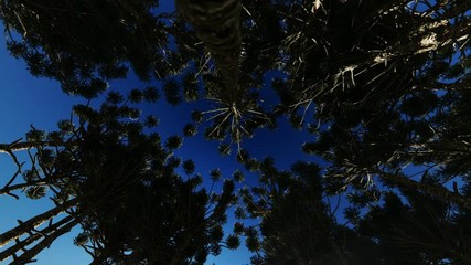 Wall Mural - Looking up through a circle of trees, forest receives light from a rising sun