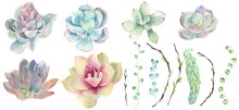 Set Of Watercolor Succulents