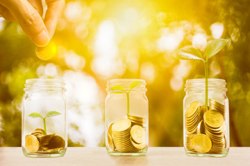 Wall Mural - Money savings, investment, making money for future, financial wealth management concept. Hand holding coin over stacked coins in glass jar and growing plant and light. Depicts fund growth and wealth.