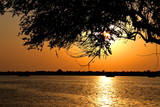 Fototapeta Londyn - TREE INFRONT OF SUN AND RIVER