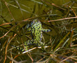 Oriental fire-bellied toad in pond.