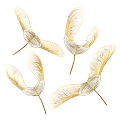Wall Mural - set maple seed isolated. vector illustration.