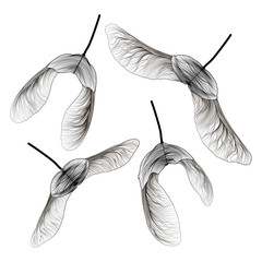 set maple seed isolated. vector illustration.