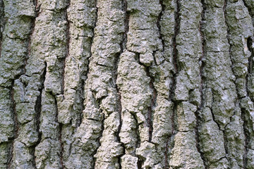 Background from the bark