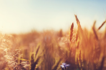 Wall Mural - Wheat field at sunset. Agriculture, harvest concept.