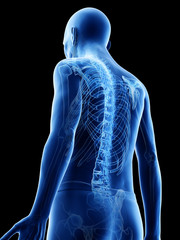 3d rendered medically accurate illustration of an old mans skeletal back