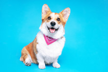 Portrait Of A Pembroke Welsh Corgi Dog Wearing Pink Bandana Tie Looking At The Camera With Mouth Open Seen From The Front On A Blue Background