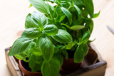 Fototapeta Dmuchawce - Organic fresh basil plant in pot, home gardening, plant care