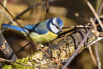 Wall Mural - Eurasian blue tit, Cyanistes caeruleus, perching