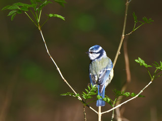 Wall Mural - Eurasian blue tit, Cyanistes caeruleus, perching