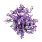 Fototapeta Lawenda - Bouquet of lavender on a white isolated background. Medicinal plants. View from above.