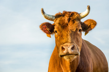 Wall Mural - Closeup of the head of a brown cow