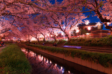 Wall Mural - 日本の桜　夜桜花見