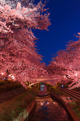 Wall Mural - 日本の桜　夜桜花見