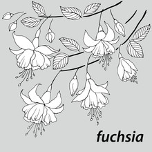 Graphic Drawing Of Flowers And Branches Of Fuchsia