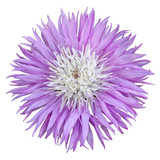 Fototapeta Kwiaty - Beautiful lilac flower Cornflower Amberboa Musk. Latin name is Amberboa. Isolated on white background