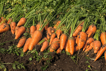 Wall Mural -  Harvesting carrots. Autumn harvest.Root crops lie on the bed.