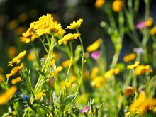 Yellow Wild Flowers In Garden