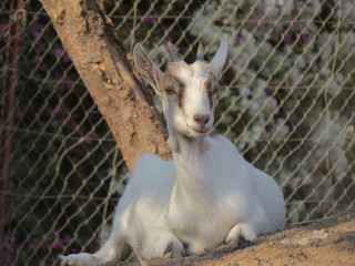 white goat