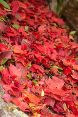 Wall Mural - Beautiful red maple leaf on autumn season, Maple leaves with blur background