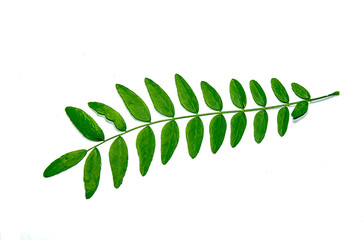 Wall Mural - Green branch of an acacia plant on a white background