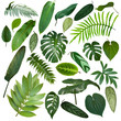 More beautiful exotic tropical leaves, isolated leaf background