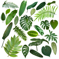 Wall Mural - More beautiful exotic tropical leaves, isolated leaf background