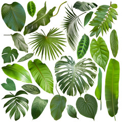 more beautiful exotic tropical leaves, isolated leaf background