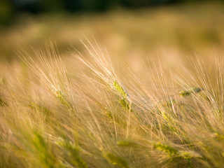 ears of wheat in field