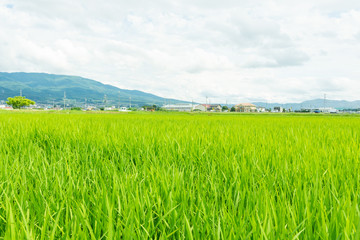 松本市郊外　水田のある風景