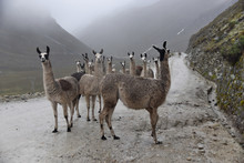 Grupo De Llamas Con Niebla En Un Camino Del Monte 