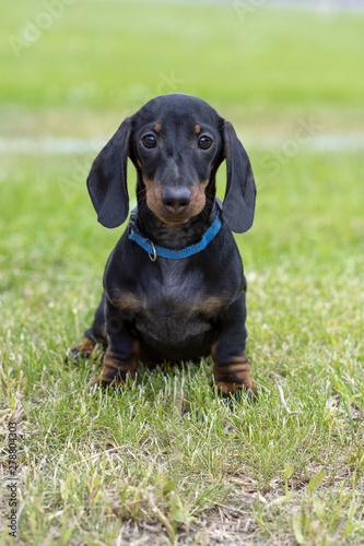 88+ Long Haired Miniature Dachshund Puppies For Sale In ...