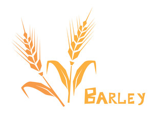 Wall Mural - Wheat or barley ear. Cereal plants, agriculture industry organic crop products. Template for banner, card, poster, print and other design projects.