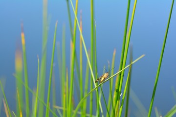 Canvas Print - A Scorpion fly in the wild ( Panorpidae )