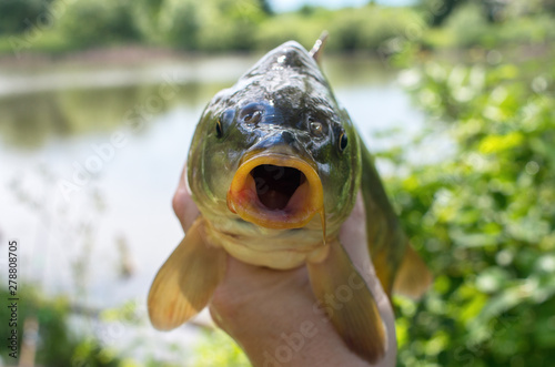 Cuadros en Lienzo caught mirror carp in hand against the lake