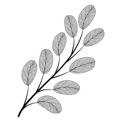 Wall Mural - branch with leaves isolated. vector illustration.