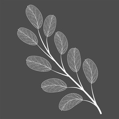 Wall Mural - branch with leaves isolated. vector illustration.