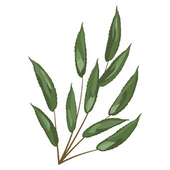 Wall Mural - art watercolor natural leaves elements. vector illustration.