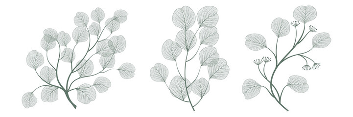 Wall Mural - set branches with leaves eucalyptus. vector illustration. eps 10.