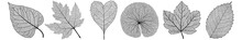 Set Leaves On White. Vector Illustration.