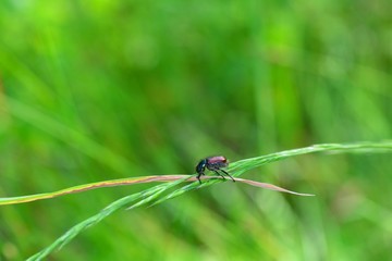 Canvas Print - One Garden foliage beetle  ( Phyllopertha horticola )  on plant in front of green nature