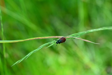 Canvas Print -  Garden chafer beetle  (  Phyllopertha horticola  )  on plant in front of green nature