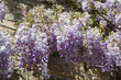 Flowers of purple Wisteria in a garden during spring