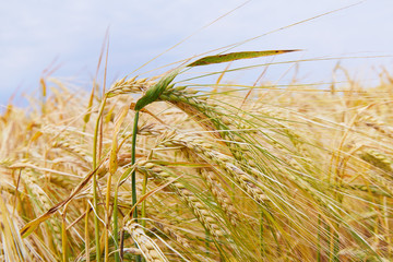 Summer field with ripe barley ears. Hordeum vulgare. Idyllic rural landscape with golden spikes in cornfield. Agriculture, farming, harvesting. Common Barley plant 