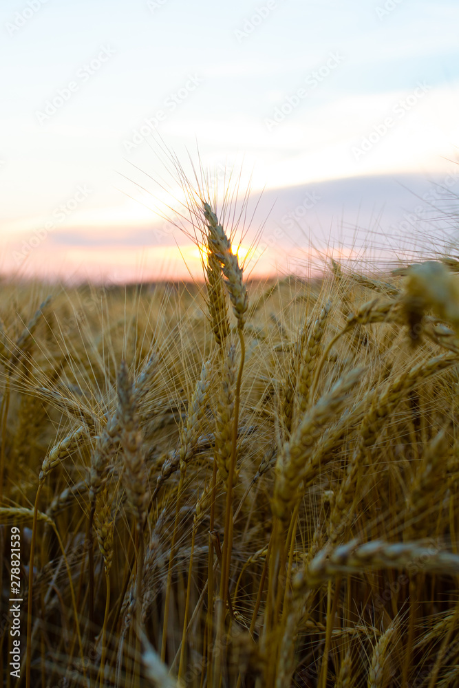 Wheat field
