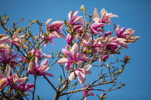 Pink Flowers On Background Of Blue Sky