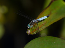 Closeup Of A Blue Dasher Dragonfly