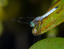 Closeup Of Blue Dasher Dragonfly