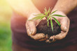 Farmer hands holds young cannabis plant. Concept marijuana plantation